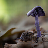 Mushrooms